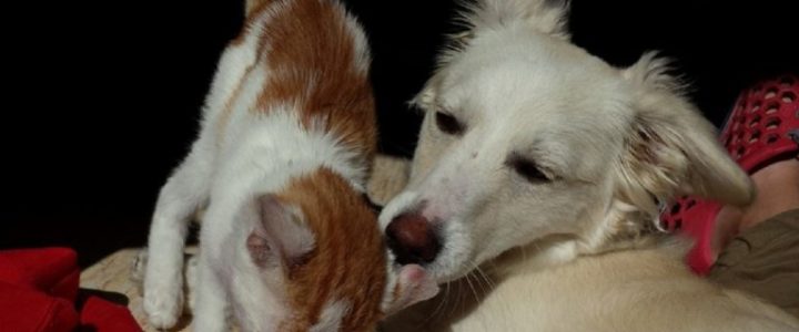 Nuovo bonus in arrivo per le famiglie italiane