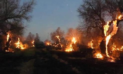 Coldiretti: da metà giugno 1400 incendi in Salento, a fuoco ulivi malati di Xylella - La Gazzetta del Mezzogiorno